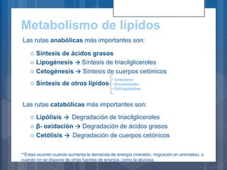 Metabolismo de lípidos
Las rutas anabólicas más importantes son:
 Síntesis de ácidos grasos
 Lipogénesis → Síntesis de triacilgliceroles
 Cetogénesis → Síntesis de cuerpos cetónicos
 Síntesis de otros lípidos
Las rutas catabólicas más importantes son:
 Lipólisis → Degradación de triacilgliceroles
 β- oxidación → Degradación de ácidos grasos
 Cetólisis → Degradación de cuerpos cetónicos
**Estas ocurren cuando aumenta la demanda de energía (maratón, migración en animales), o
cuando no se dispone de otras fuentes de energía, como la glucosa.
• Colesterol
• Eicosanoides
• Esfingolípidos
 
