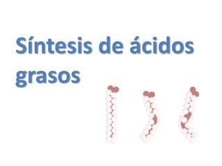 Síntesis de ácidos
grasos
 
