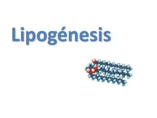 Lipogénesis
 