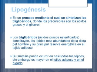 Lipogénesis
 Es un proceso mediante el cual se sintetizan los
triglicéridos, donde los precursores son los ácidos
grasos y el glicerol.
 Los triglicéridos (ácidos grasos esterificados)
constituyen, los lípidos más abundantes de la dieta
del hombre y su principal reserva energética en el
tejido adiposo.
 Su síntesis puede ocurrir en casi todos los tejidos,
sin embargo es mayor en el tejido adiposo y en el
hígado.
 