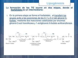 La formación de los TG ocurre en dos etapas, donde el
fosfatidato es un intermediario:
1. En la primera etapa se forma el fosfatidato, al transferir los
grupos acilo a las posiciones de los C-1 y C-2 del glicerol 3-
fosfato, mediante dos reacciones catalizadas por enzimas
glicerol-3-acil transferasa y 1-acilglicerol-3-fosfato aciltransferasa.
Lipogénesis
Acilo Acilo
C1 C2
 