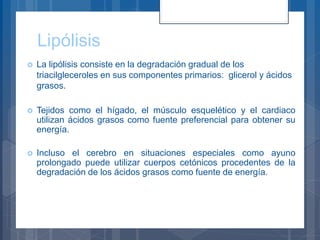 Lipólisis
 La lipólisis consiste en la degradación gradual de los
triacilgleceroles en sus componentes primarios: glicerol y ácidos
grasos.
 Tejidos como el hígado, el músculo esquelético y el cardiaco
utilizan ácidos grasos como fuente preferencial para obtener su
energía.
 Incluso el cerebro en situaciones especiales como ayuno
prolongado puede utilizar cuerpos cetónicos procedentes de la
degradación de los ácidos grasos como fuente de energía.
 