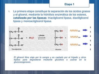 1. La primera etapa constituye la separación de los ácidos grasos
y el glicerol, mediante la hidrólisis enzimática de los esteres,
catalizado por las lipasas: triacilglicerol lipasa, diaclilglicerol
lipasa y monoacilglicerol lipasa.
Etapa 1
El glicerol libre viaja por la sangre y es captado por el hígado y otros
tejidos para degradarse mediante glucólisis o usarse en la
gluconeogenesis.
 