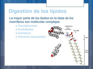 Digestión de los lípidos
La mayor parte de los lípidos en la dieta de los
mamíferos son moléculas complejas:
 Triacilgliceroles
 Fosfolípidos
 Colesterol
 Vitaminas liposolubles
 