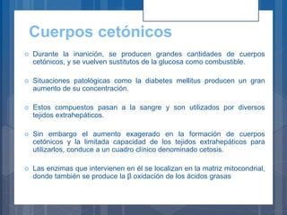 Cuerpos cetónicos
 Durante la inanición, se producen grandes cantidades de cuerpos
cetónicos, y se vuelven sustitutos de la glucosa como combustible.
 Situaciones patológicas como la diabetes mellitus producen un gran
aumento de su concentración.
 Estos compuestos pasan a la sangre y son utilizados por diversos
tejidos extrahepáticos.
 Sin embargo el aumento exagerado en la formación de cuerpos
cetónicos y la limitada capacidad de los tejidos extrahepáticos para
utilizarlos, conduce a un cuadro clínico denominado cetosis.
 Las enzimas que intervienen en él se localizan en la matriz mitocondrial,
donde también se produce la β oxidación de los ácidos grasas
 