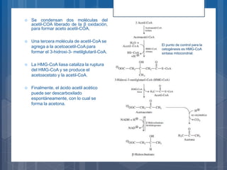  Se condensan dos moléculas del
acetil-COA liberado de la β oxidación,
para formar aceto acetil-COA.
 Una tercera molécula de acetil-CoA se
agrega a la acetoacetil-CoA para
formar el 3-hidroxi-3- metilglutaril-CoA.
 La HMG-CoA liasa cataliza la ruptura
del HMG-CoA y se produce el
acetoacetato y la acetil-CoA.
 Finalmente, el ácido acetil acético
puede ser descarboxilado
espontáneamente, con lo cual se
forma la acetona.
El punto de control para la
cetogénesis es HMG-CoA
sintasa mitocondrial.
 