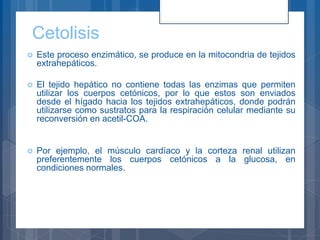 Cetolisis
 Este proceso enzimático, se produce en la mitocondria de tejidos
extrahepáticos.
 El tejido hepático no contiene todas las enzimas que permiten
utilizar los cuerpos cetónicos, por lo que estos son enviados
desde el hígado hacia los tejidos extrahepáticos, donde podrán
utilizarse como sustratos para la respiración celular mediante su
reconversión en acetil-COA.
 Por ejemplo, el músculo cardíaco y la corteza renal utilizan
preferentemente los cuerpos cetónicos a la glucosa, en
condiciones normales.
 