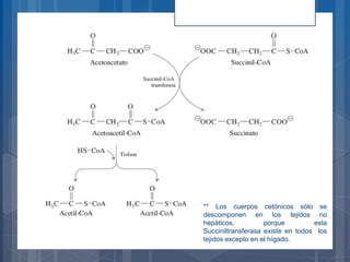 ** Los cuerpos cetónicos sólo se
descomponen en los tejidos no
hepáticos, porque esta
Succiniltransferasa existe en todos los
tejidos excepto en el hígado.
 