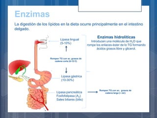 Enzimas
Lipasa lingual
(5-10%)
Lipasa gástrica
(10-30%)
La digestión de los lípidos en la dieta ocurre principalmente en el intestino
delgado.
Lipasa pancreática
Fosfofolipasa (A2)
Sales biliares (bilis)
Enzimas hidrolíticas
Introducen una molécula de H2O que
rompe los enlaces éster de lo TG formando
ácidos grasos libre y glicerol.
Rompen TG con ac. grasos de
cadena corta (6-12 C)
Rompen TG con ac. grasos de
cadena larga (> 16C)
 
