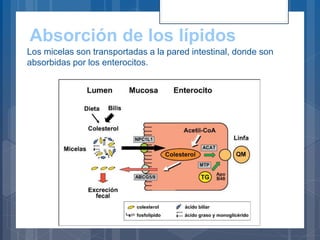 Absorción de los lípidos
Los micelas son transportadas a la pared intestinal, donde son
absorbidas por los enterocitos.
 
