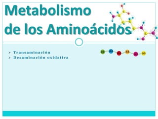  T r an s am i n ac i ó n
 D e s a m in a c ió n o x i d a t iv a
Metabolismo
de los Aminoácidos
 