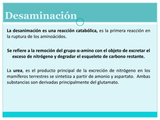 La desanimación es una reacción catabólica, es la primera reacción en
la ruptura de los aminoácidos.
Se refiere a la remoción del grupo α-amino con el objeto de excretar el
exceso de nitrógeno y degradar el esqueleto de carbono restante.
La urea, es el producto principal de la excreción de nitrógeno en los
mamíferos terrestres se sintetiza a partir de amonio y aspartato. Ambas
substancias son derivadas principalmente del glutamato.
Desaminación
 