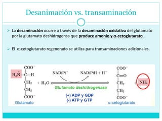 Desanimación vs. transaminación
 La desaminación ocurre a través de la desaminación oxidativa del glutamato
por la glutamato deshidrogensa que produce amonio y α-cetoglutarato .
 El α-cetoglutarato regenerado se utiliza para transaminaciones adicionales.
 