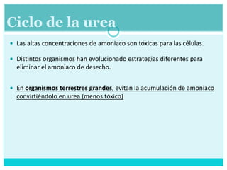  Las altas concentraciones de amoniaco son tóxicas para las células.
 Distintos organismos han evolucionado estrategias diferentes para
eliminar el amoniaco de desecho.
 En organismos terrestres grandes, evitan la acumulación de amoniaco
convirtiéndolo en urea (menos tóxico)
Ciclo de la urea
 