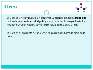 Urea
 La urea es un compuesto sin carga y muy soluble en agua, producido
casi exclusivamente en el hígado y arrastrado por la sangre hasta los
riñones donde es excretado como principal soluto en la orina.
 La urea es el producto de una serie de reacciones llamada ciclo de la
urea.
 