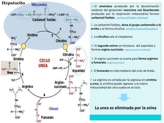 2. La carbamiol fosfato, dona el grupo carbamoilo a la
ornita y se forma citrulina. (ornitina transcarbamoilasa)
1. El amoniaco producido por la desaminación
oxidante del glutamato reacciona con bicarbonato
producido por la respiración mitocondrial forman
carbamoíl fosfato. (carbamoil fosfato sintetasa)
3. La citrulina sale al citoplasma.
4. El segundo amino se introduce del aspartato y
forman argino succinato. (arginosuccinato sintetisa)
5. El argino succinato se acorta para forma arginina
y fumarato. (arginosucciinasa)
7. La arginina es cortada por la arginasa en ornitina
y urea, la ornitina puede regresar a la matriz
mitocondrial dar otra vuelta en el ciclo.
6. El fumarato es intermediario del ciclo de Krebs.
La urea es eliminada por la orina
Hepatocito
 