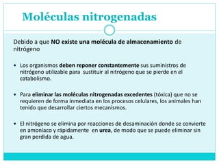 Moléculas nitrogenadas
Debido a que NO existe una molécula de almacenamiento de
nitrógeno
 Los organismos deben reponer constantemente sus suministros de
nitrógeno utilizable para sustituir al nitrógeno que se pierde en el
catabolismo.
 Para eliminar las moléculas nitrogenadas excedentes (tóxica) que no se
requieren de forma inmediata en los procesos celulares, los animales han
tenido que desarrollar ciertos mecanismos.
 El nitrógeno se elimina por reacciones de desaminación donde se convierte
en amoníaco y rápidamente en urea, de modo que se puede eliminar sin
gran perdida de agua.
 