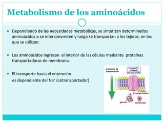 Metabolismo de los aminoácidos
 Dependiendo de las necesidades metabólicas, se sintetizan determinados
aminoácidos o se interconvierten y luego se transportan a los tejidos, en los
que se utilizan.
 Los aminoácidos ingresan al interior de las células mediante proteínas
transportadoras de membrana.
 El transporte hacia el enterocito
es dependiente del Na+ (cotransportador)
 