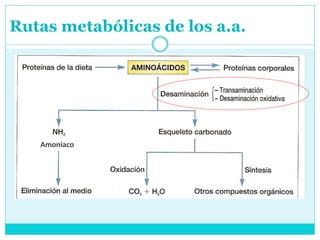 Rutas metabólicas de los a.a.
Amoniaco
 