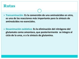 Rutas
 Transaminación: Es la conversión de una aminoácidos en otro,
es una de las reacciones más importante para la síntesis de
aminoácidos no esenciales.
 Desanimación oxidativa: Es la eliminación del nitrógeno del
glutamato como amoníaco, que posteriormente se integra al
ciclo de la urea, o a la síntesis de glutamina.
 