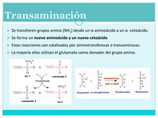 Transaminación
 Se transfieren grupos amino (NH3) desde un α-aminoácido a un α -cetoácido.
 Se forma un nuevo aminoácido y un nuevo cetoácido
 Estas reacciones son catalizadas por aminotransferasas o transaminasas.
 La mayoría ellas utilizan el glutamato como donador del grupo amino.
 
