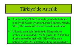 Türkiye’de Arıcılık
 Arıcıların büyük bir kısmı da çam balı üretmek
için Eylül-Kasım ayları arasında Bodrum, Muğla,
Söke, Marmaris yörelerinde konaklamaktadır.
 Ülkemiz çam balı üretiminde Dünya'da tek
üretici konumundadır. Yılda yaklaşık 15.000 ton
üretim gerçekleşmektedir. Elde edilen çam
balının % 85'i AB ülkelerine ihraç edilmektedir.
 