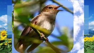 Перша сторінка
«Краса
оспівана віками»
 