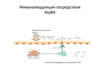 Иммуномодуляция посредством
КЦЖК
Пропионат, Ацетат, Бутират
IL10
Foxp3
GPR41, 43, 109A
Эффекторные Т клетки
Микробиота в просвете
кишки
Ken Garber, Drugging the gut microbiome, 2015
 