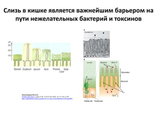 Слизь в кишке является важнейшим барьером на
пути нежелательных бактерий и токсинов
Immunological Reviews
Volume 260, Issue 1, pages 8-20, 19 JUN 2014 DOI: 10.1111/imr.12182
http://onlinelibrary.wiley.com/doi/10.1111/imr.12182/full#imr12182-fig-0001
 