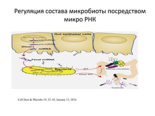 Регуляция состава микробиоты посредством
микро РНК
Cell Host & Microbe 19, 32–43, January 13, 2016
 