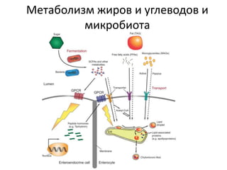Метаболизм жиров и углеводов и
микробиота
 