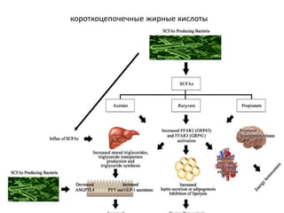 короткоцепочечные жирные кислоты
 