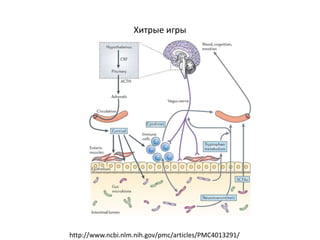 Хитрые игры
http://www.ncbi.nlm.nih.gov/pmc/articles/PMC4013291/
 