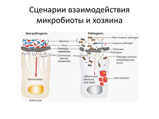 Сценарии взаимодействия
микробиоты и хозяина
 