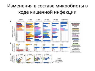 Изменения в составе микробиоты в
ходе кишечной инфекции
 