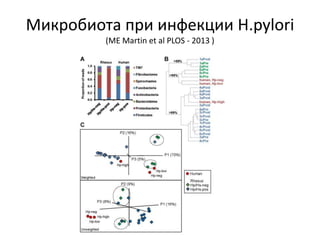 Микробиота при инфекции H.pylori
(ME Martin et al PLOS - 2013 )
 