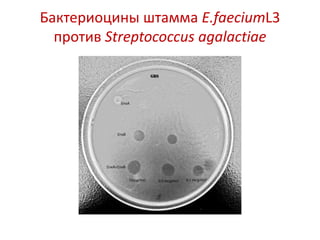 Бактериоцины штамма E.faeciumL3
против Streptococcus agalactiae
 