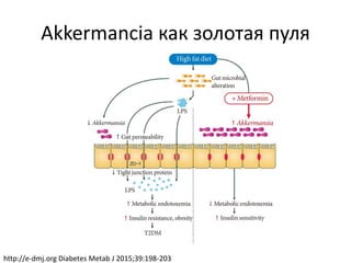 Akkermancia как золотая пуля
http://e-dmj.org Diabetes Metab J 2015;39:198-203
 