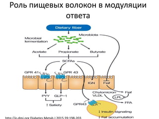 Роль пищевых волокон в модуляции
ответа
 