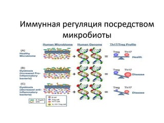 Иммунная регуляция посредством
микробиоты
 
