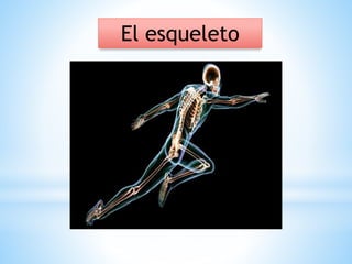 El esqueleto
 