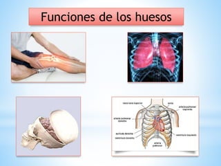 Funciones de los huesos
 