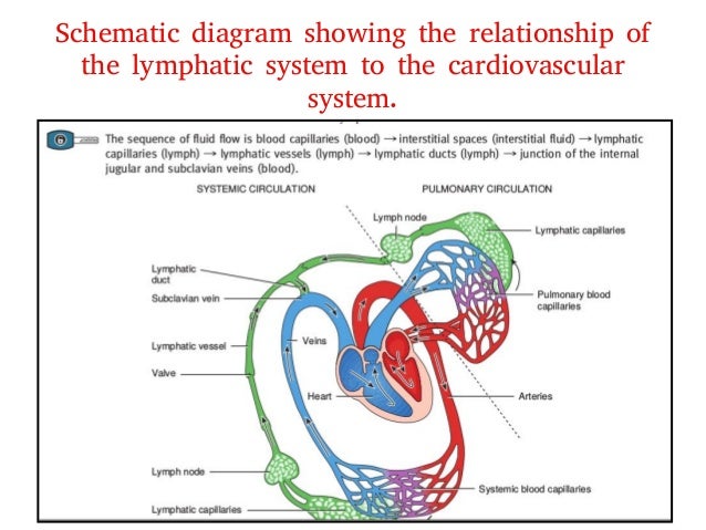 Schematic Diagram Of Lymphatic System Image collections 
