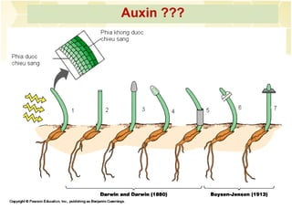 Auxin ???
 
