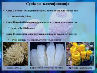 Сунђери- класификација
 Класа Calcarea- калцијумски скелет, аскон, сикон или леукон тип
 Leucosolenia, Sikon
 Класа Hexactinellida- силицијумски скелет, сикон или леукон тип
 Euplectella, Hialonema
 Класа Demospongia- силицијумски или рожни скелет, леукон тип
 Грчки сунђер, сумпорача, суберитес, спонгила
Leucosolenia Euplectella- Venerina korpica Aplysina- sumporača
 