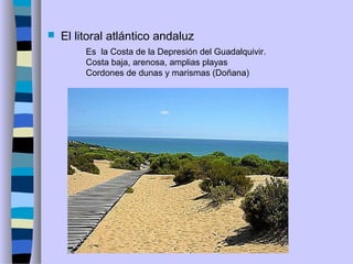  El litoral atlántico andaluz
Es la Costa de la Depresión del Guadalquivir.
Costa baja, arenosa, amplias playas
Cordones de dunas y marismas (Doñana)
 