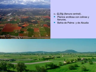 c.- El Plá (llanura central) .
 Planice arcillosa con colinas y
llanuras,
 Bahia de Palma y de Alcudia
 