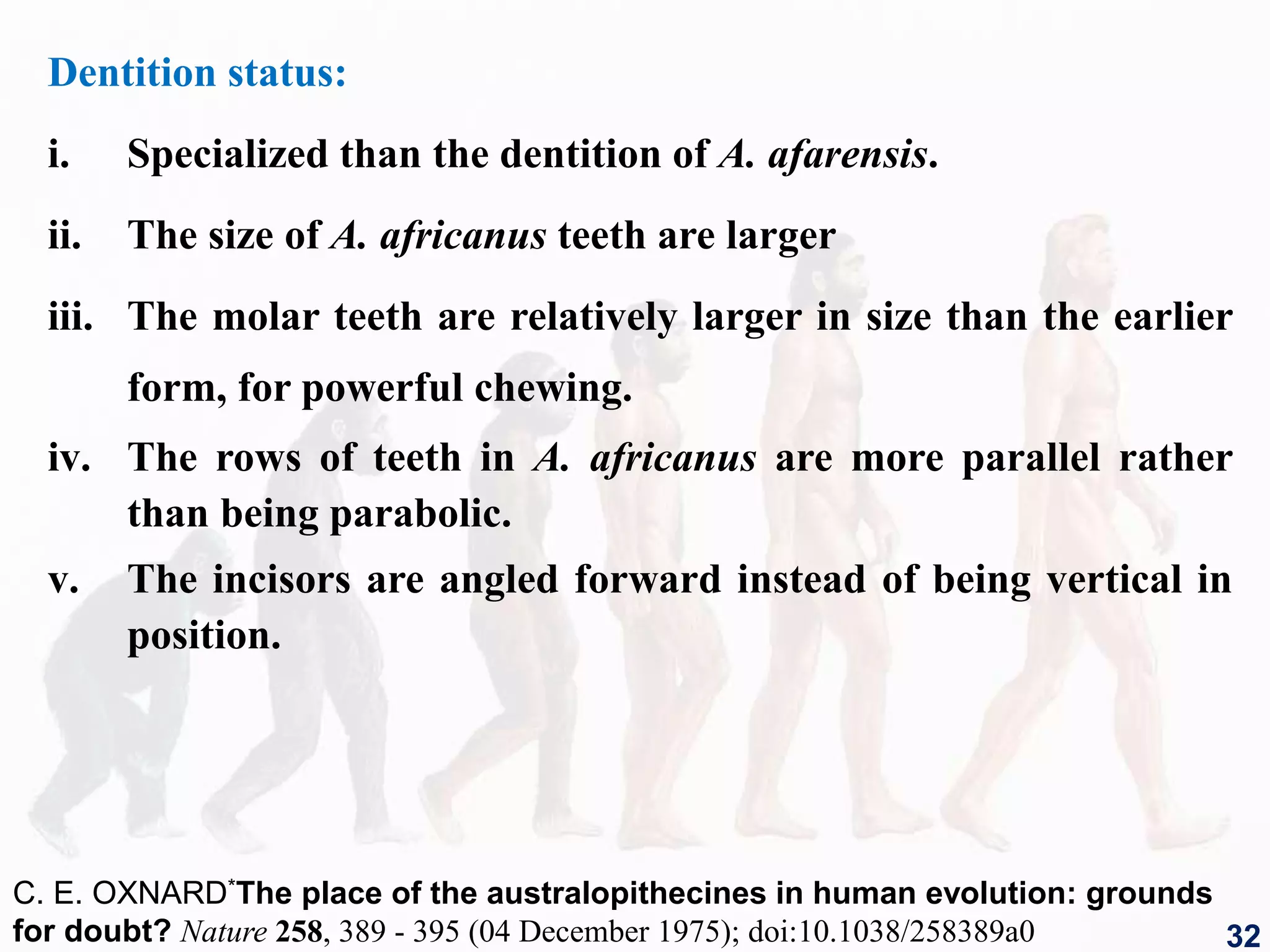 Dentition status:
i. Specialized than the dentition of A. afarensis.
ii. The size of A. africanus teeth are larger
iii. The molar teeth are relatively larger in size than the earlier
form, for powerful chewing.
iv. The rows of teeth in A. africanus are more parallel rather
than being parabolic.
v. The incisors are angled forward instead of being vertical in
position.
32
C. E. OXNARD*The place of the australopithecines in human evolution: grounds
for doubt? Nature 258, 389 - 395 (04 December 1975); doi:10.1038/258389a0
 