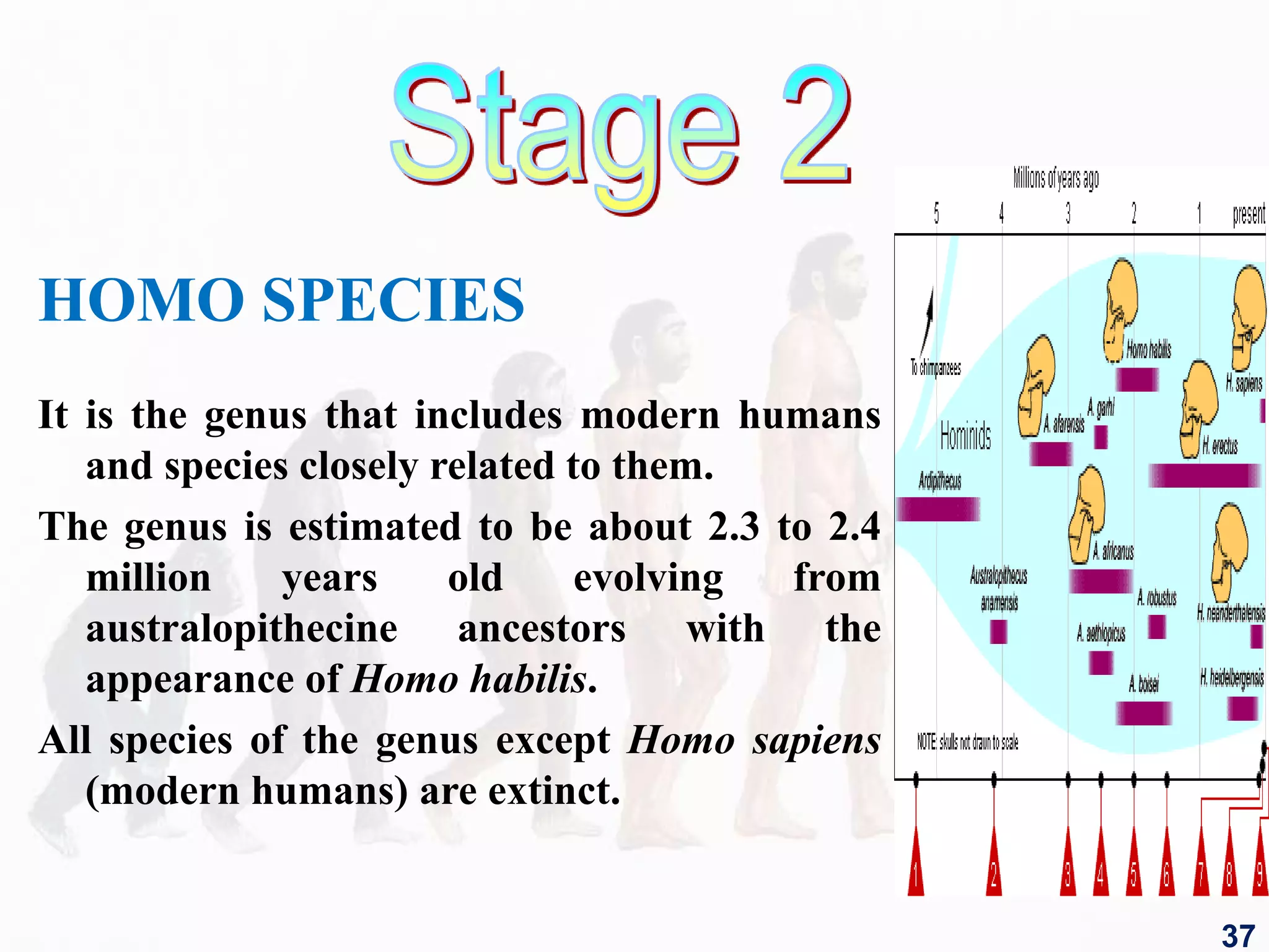 HOMO SPECIES
It is the genus that includes modern humans
and species closely related to them.
The genus is estimated to be about 2.3 to 2.4
million years old evolving from
australopithecine ancestors with the
appearance of Homo habilis.
All species of the genus except Homo sapiens
(modern humans) are extinct.
37
 