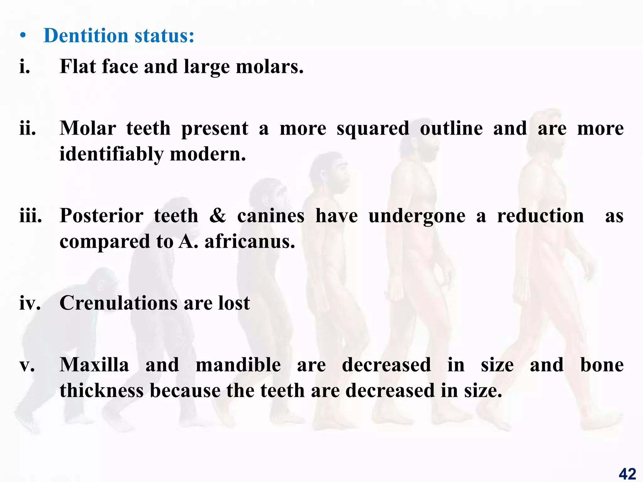 • Dentition status:
i. Flat face and large molars.
ii. Molar teeth present a more squared outline and are more
identifiably modern.
iii. Posterior teeth & canines have undergone a reduction as
compared to A. africanus.
iv. Crenulations are lost
v. Maxilla and mandible are decreased in size and bone
thickness because the teeth are decreased in size.
42
 